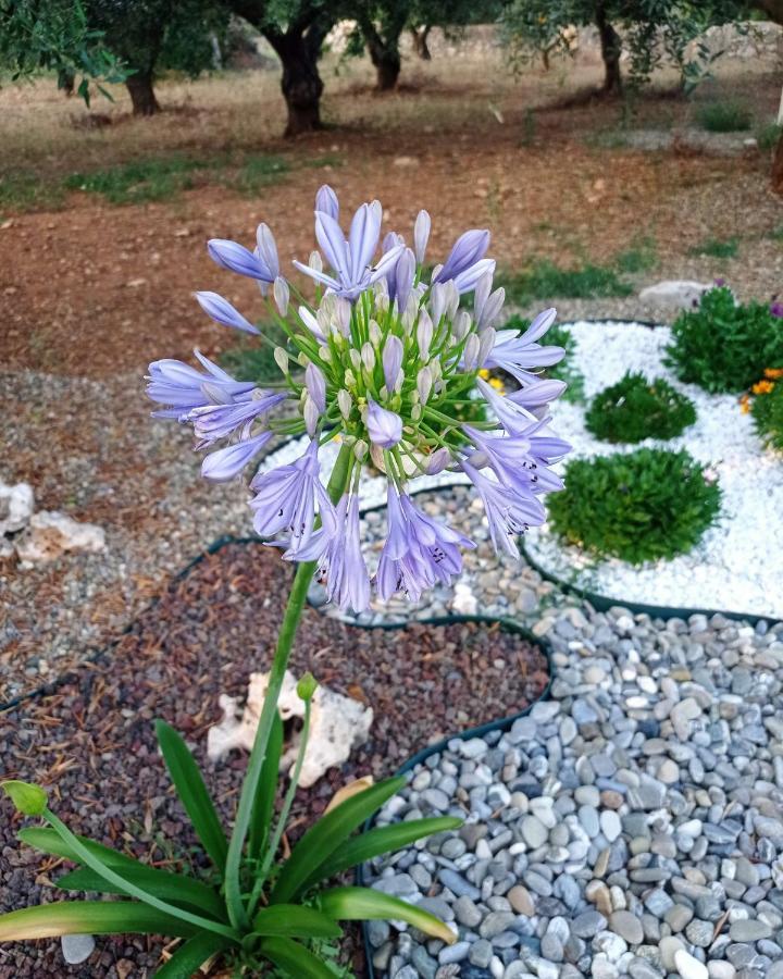 Bed and Breakfast Dimora Pianelle Crispiano Esterno foto